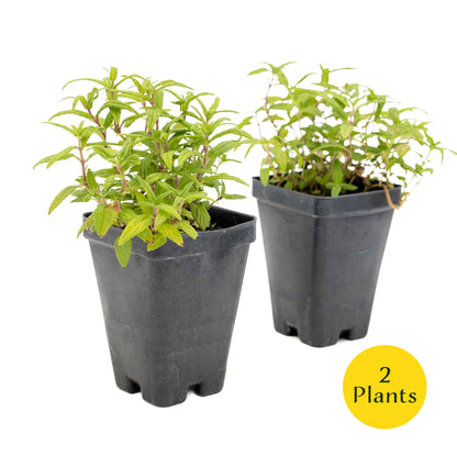 2 Cat Mint Plants in 3.5” Cubes | Aromatic Fast-Growing Pet-Friendly Herb for Fresh or Dried Enrichment, Gardens & Pots (Nepeta cataria)