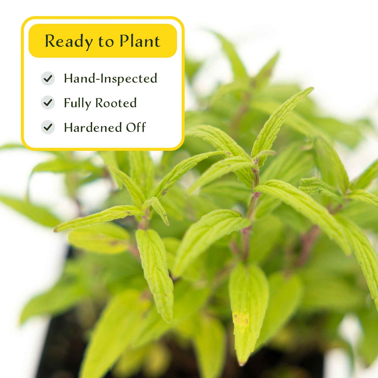 2 Cat Mint Plants in 3.5” Cubes | Aromatic Fast-Growing Pet-Friendly Herb for Fresh or Dried Enrichment, Gardens & Pots (Nepeta cataria)
