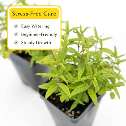 2 Cat Mint Plants in 3.5” Cubes | Aromatic Fast-Growing Pet-Friendly Herb for Fresh or Dried Enrichment, Gardens & Pots (Nepeta cataria)