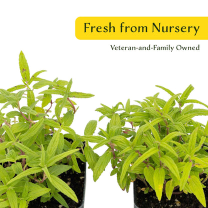 2 Cat Mint Plants in 3.5” Cubes | Aromatic Fast-Growing Pet-Friendly Herb for Fresh or Dried Enrichment, Gardens & Pots (Nepeta cataria)