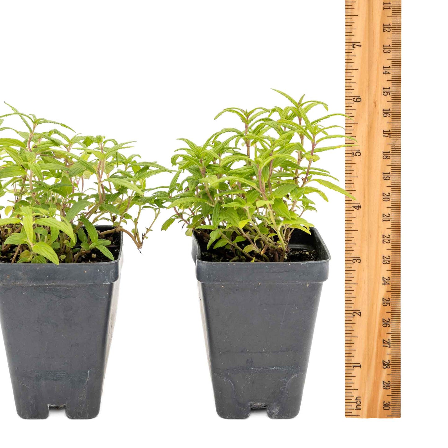 2 Cat Mint Plants in 3.5” Cubes | Aromatic Fast-Growing Pet-Friendly Herb for Fresh or Dried Enrichment, Gardens & Pots (Nepeta cataria)