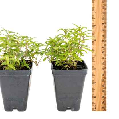 2 Cat Mint Plants in 3.5” Cubes | Aromatic Fast-Growing Pet-Friendly Herb for Fresh or Dried Enrichment, Gardens & Pots (Nepeta cataria)