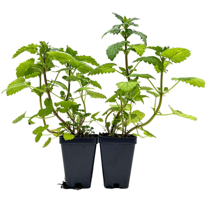 Catnip (Nepeta cataria)