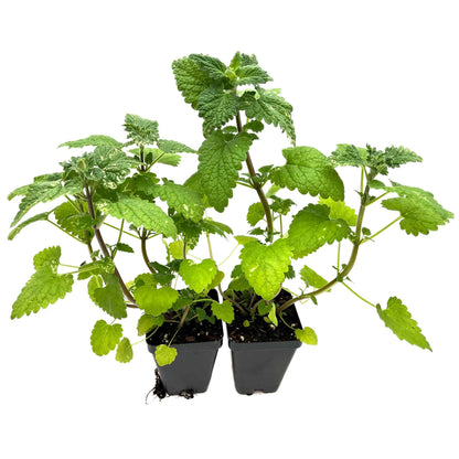 Catnip (Nepeta cataria)