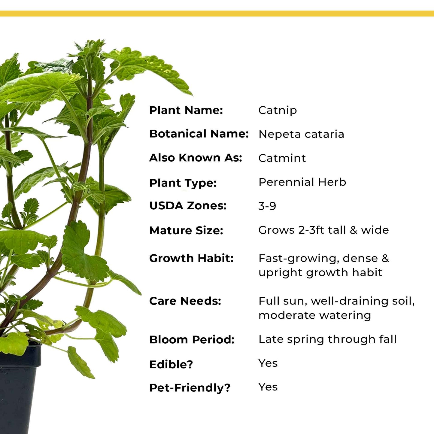 Catnip (Nepeta cataria)
