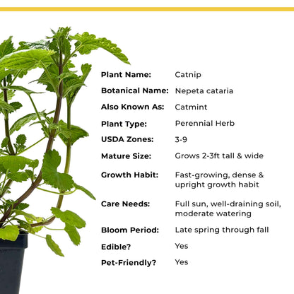 Catnip (Nepeta cataria)