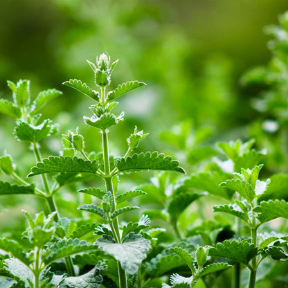 Catnip (Nepeta cataria)