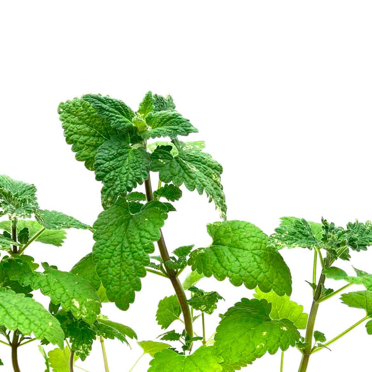 Catnip (Nepeta cataria)