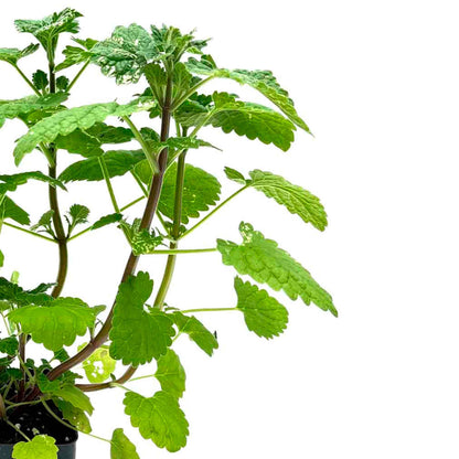 Catnip (Nepeta cataria)