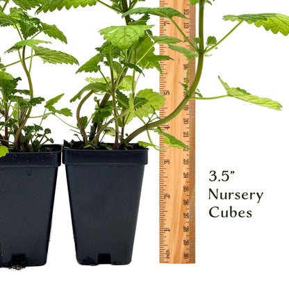 Catnip (Nepeta cataria)