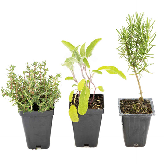 1 Chef’s Choice Herb Plant Trio: Aromatic Culinary Herbs in 3.5" Cubes | Garden-Ready Rosemary, Sage & Garden Thyme for Cooking and Gardens