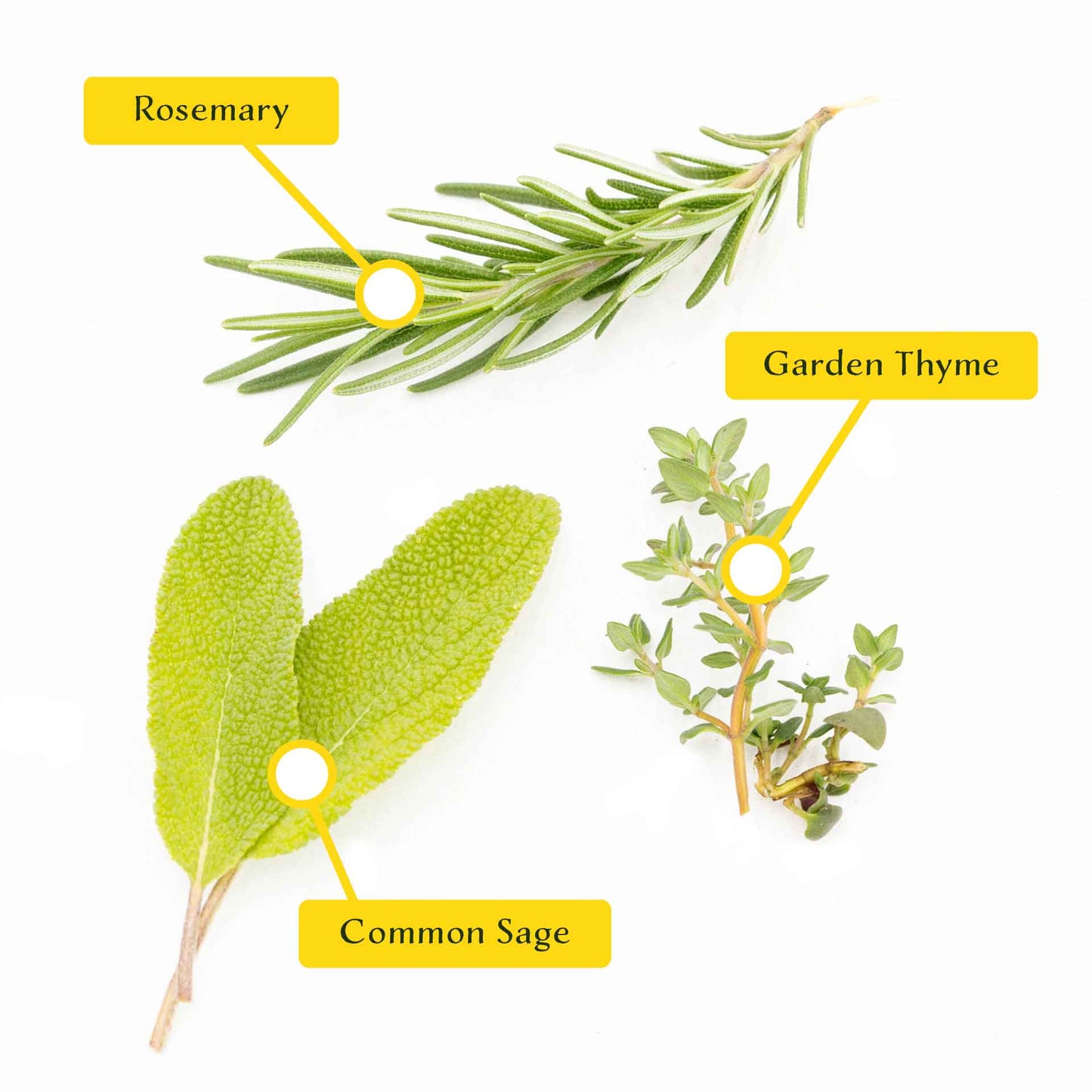 1 Chef’s Choice Herb Plant Trio: Aromatic Culinary Herbs in 3.5" Cubes | Garden-Ready Rosemary, Sage & Garden Thyme for Cooking and Gardens