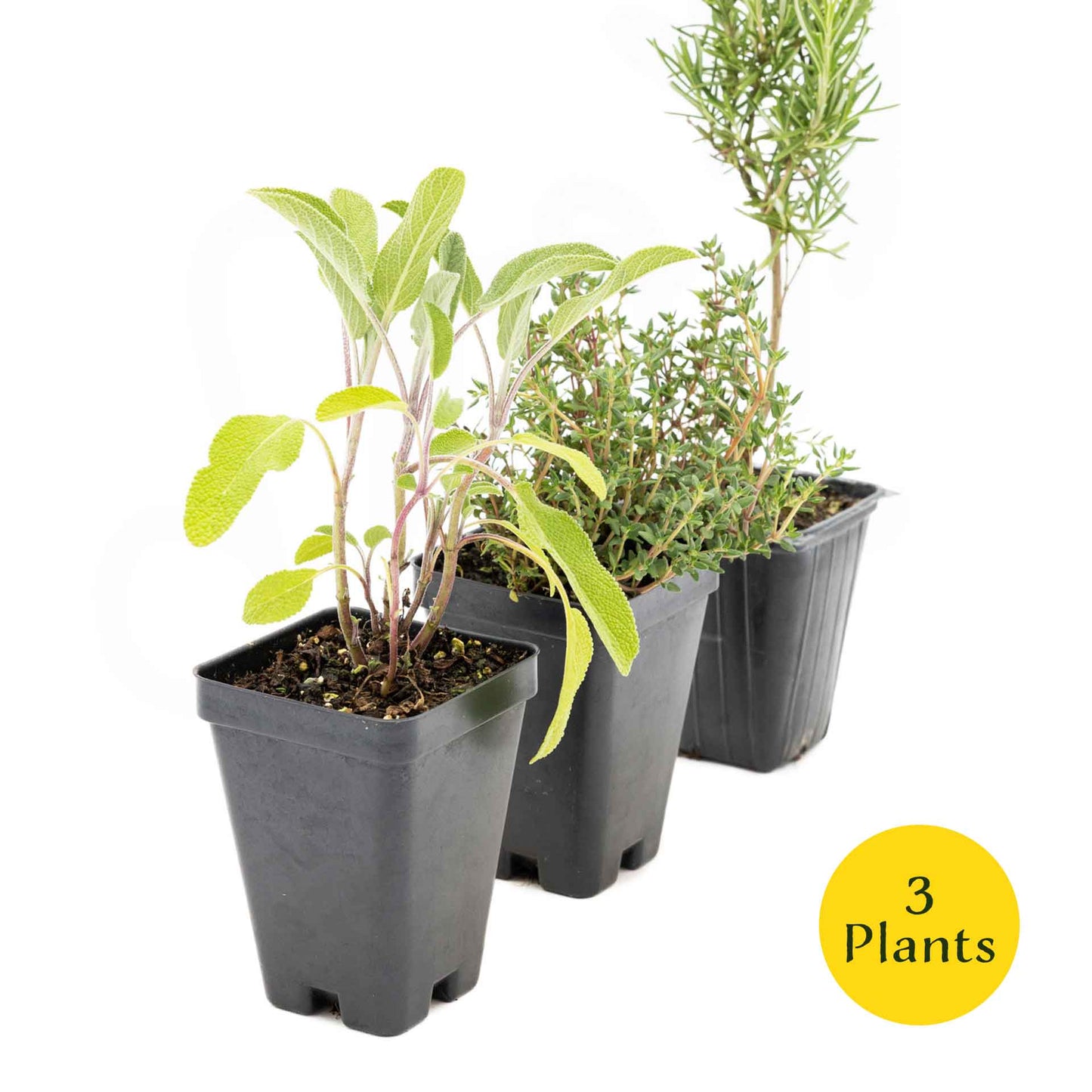1 Chef’s Choice Herb Plant Trio: Aromatic Culinary Herbs in 3.5" Cubes | Garden-Ready Rosemary, Sage & Garden Thyme for Cooking and Gardens