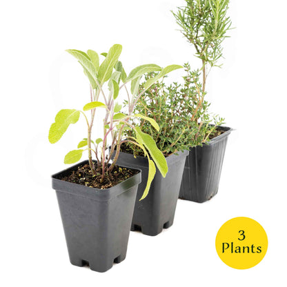 1 Chef’s Choice Herb Plant Trio: Aromatic Culinary Herbs in 3.5" Cubes | Garden-Ready Rosemary, Sage & Garden Thyme for Cooking and Gardens