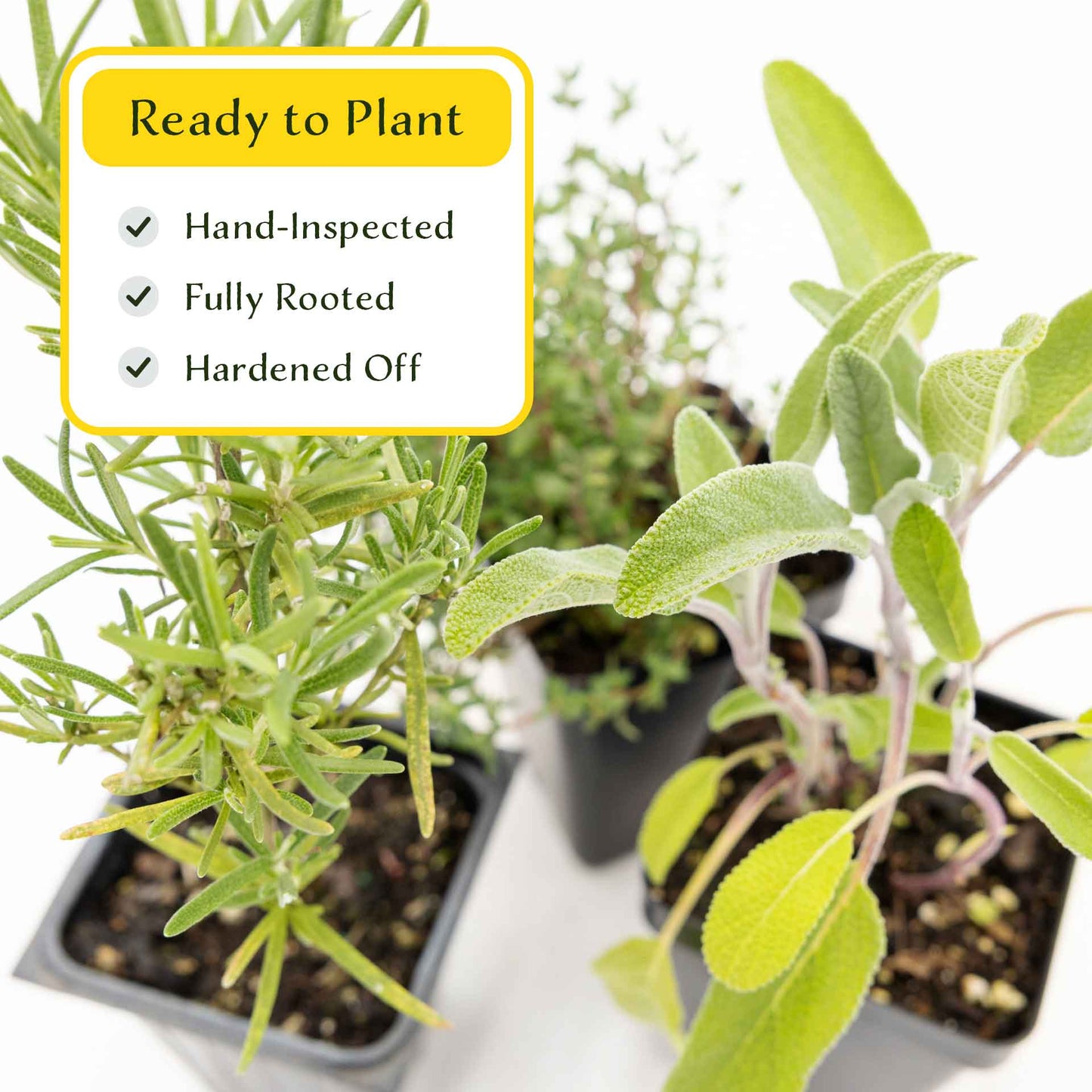 1 Chef’s Choice Herb Plant Trio: Aromatic Culinary Herbs in 3.5" Cubes | Garden-Ready Rosemary, Sage & Garden Thyme for Cooking and Gardens