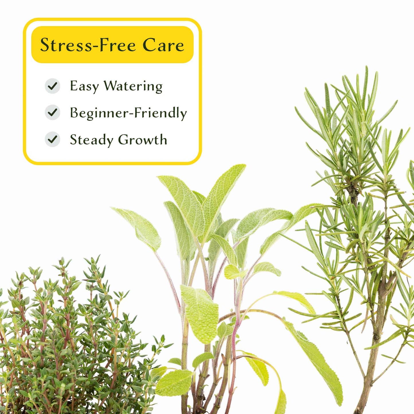 1 Chef’s Choice Herb Plant Trio: Aromatic Culinary Herbs in 3.5" Cubes | Garden-Ready Rosemary, Sage & Garden Thyme for Cooking and Gardens