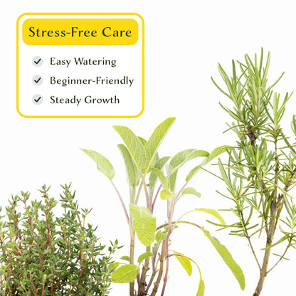 1 Chef’s Choice Herb Plant Trio: Aromatic Culinary Herbs in 3.5" Cubes | Garden-Ready Rosemary, Sage & Garden Thyme for Cooking and Gardens