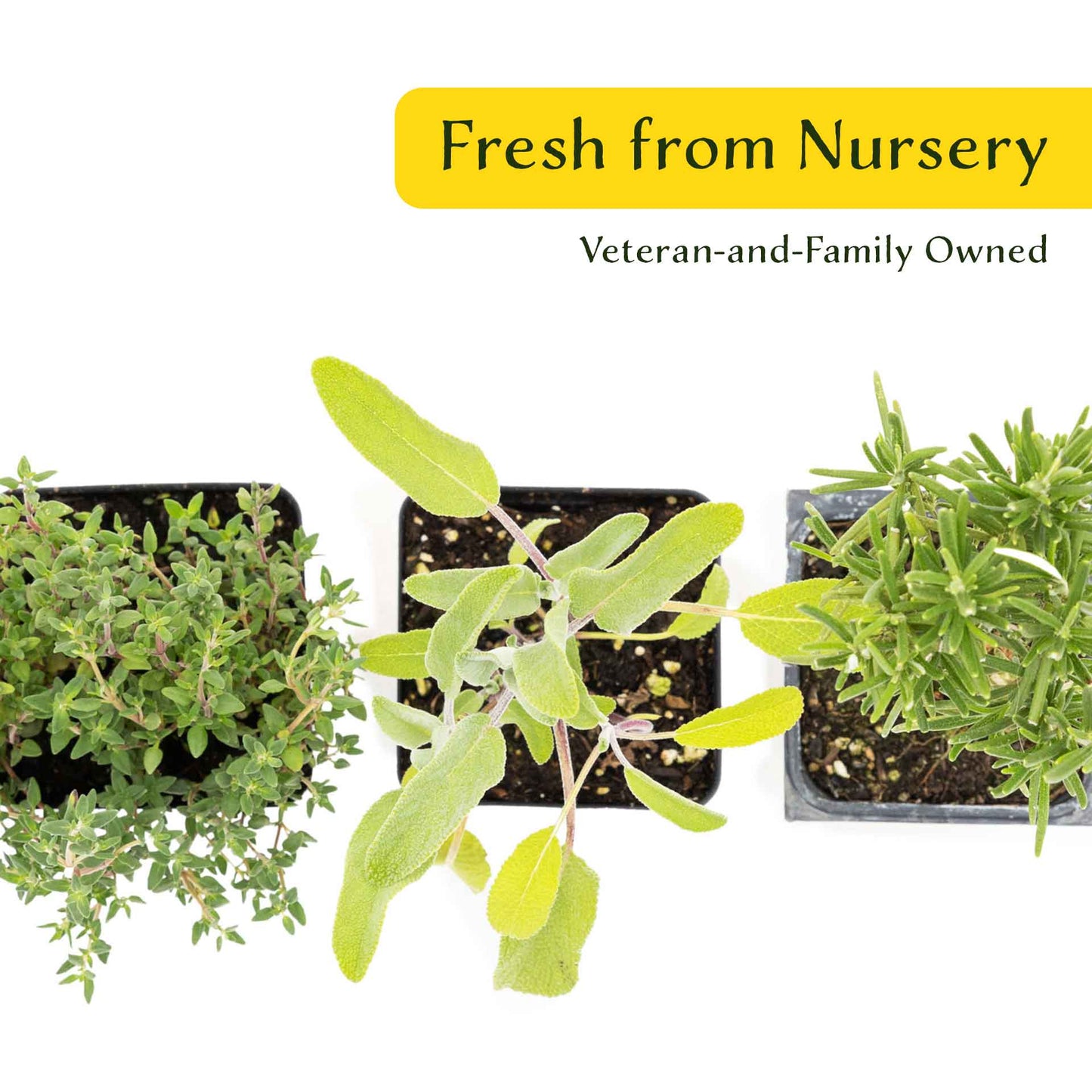 1 Chef’s Choice Herb Plant Trio: Aromatic Culinary Herbs in 3.5" Cubes | Garden-Ready Rosemary, Sage & Garden Thyme for Cooking and Gardens
