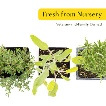 1 Chef’s Choice Herb Plant Trio: Aromatic Culinary Herbs in 3.5" Cubes | Garden-Ready Rosemary, Sage & Garden Thyme for Cooking and Gardens