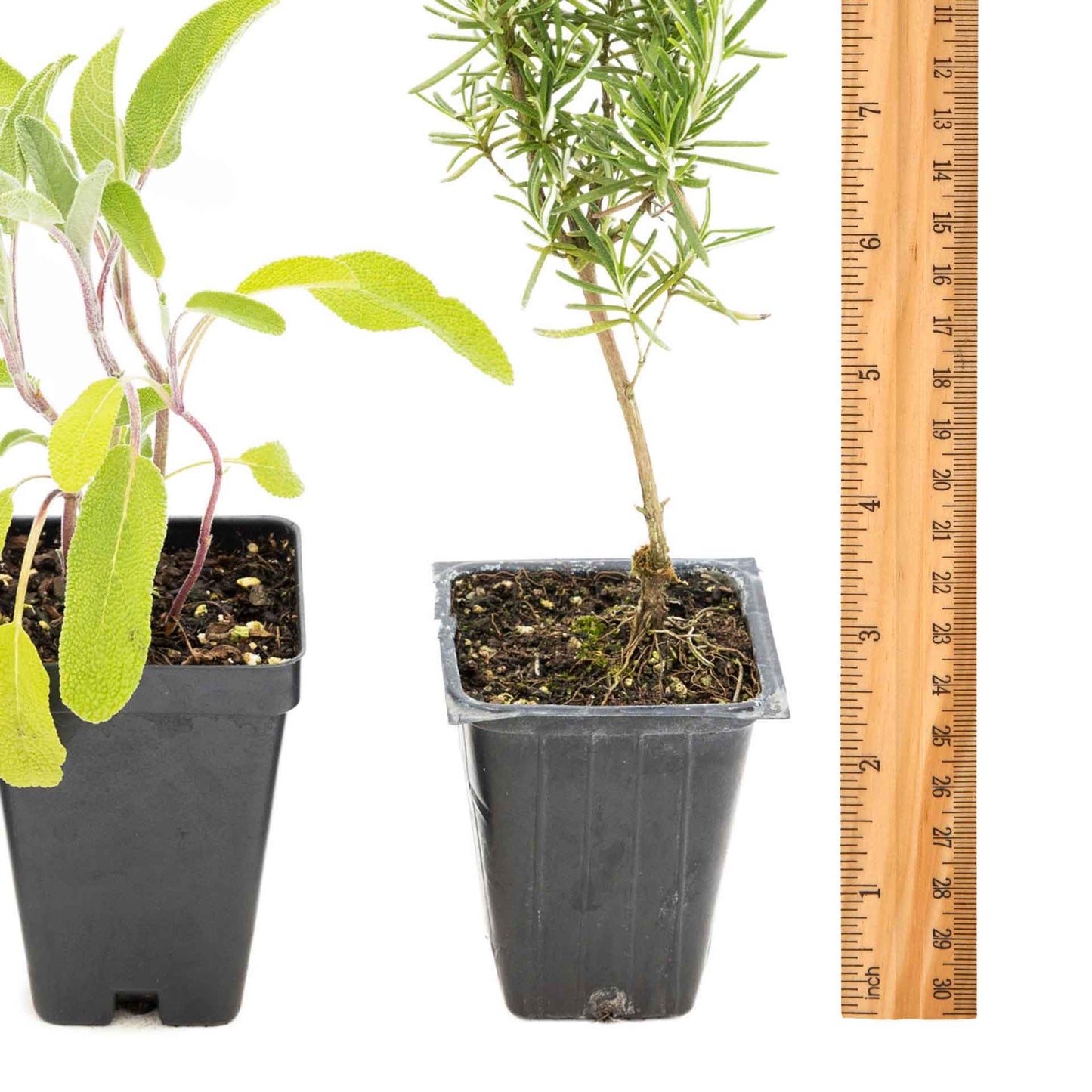 1 Chef’s Choice Herb Plant Trio: Aromatic Culinary Herbs in 3.5" Cubes | Garden-Ready Rosemary, Sage & Garden Thyme for Cooking and Gardens