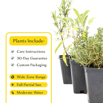 1 Chef’s Choice Herb Plant Trio: Aromatic Culinary Herbs in 3.5" Cubes | Garden-Ready Rosemary, Sage & Garden Thyme for Cooking and Gardens