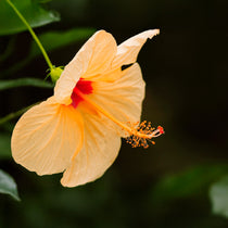 Cherie Hibiscus | Live Plant in 2.5 Inch Nursery Cube | Hibiscus rosa-sinensis 'Cherie'