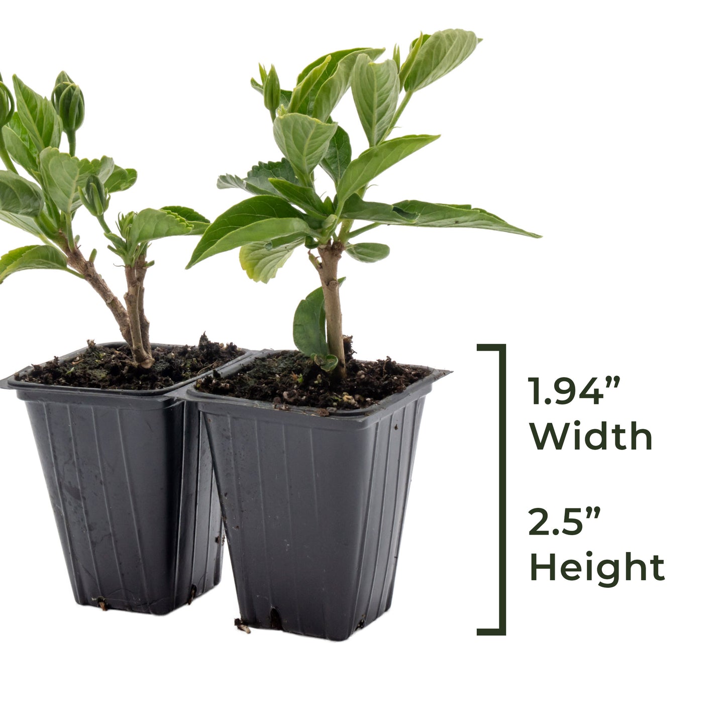 Cherie Hibiscus | Live Plant in 2.5 Inch Nursery Cube | Hibiscus rosa-sinensis 'Cherie'