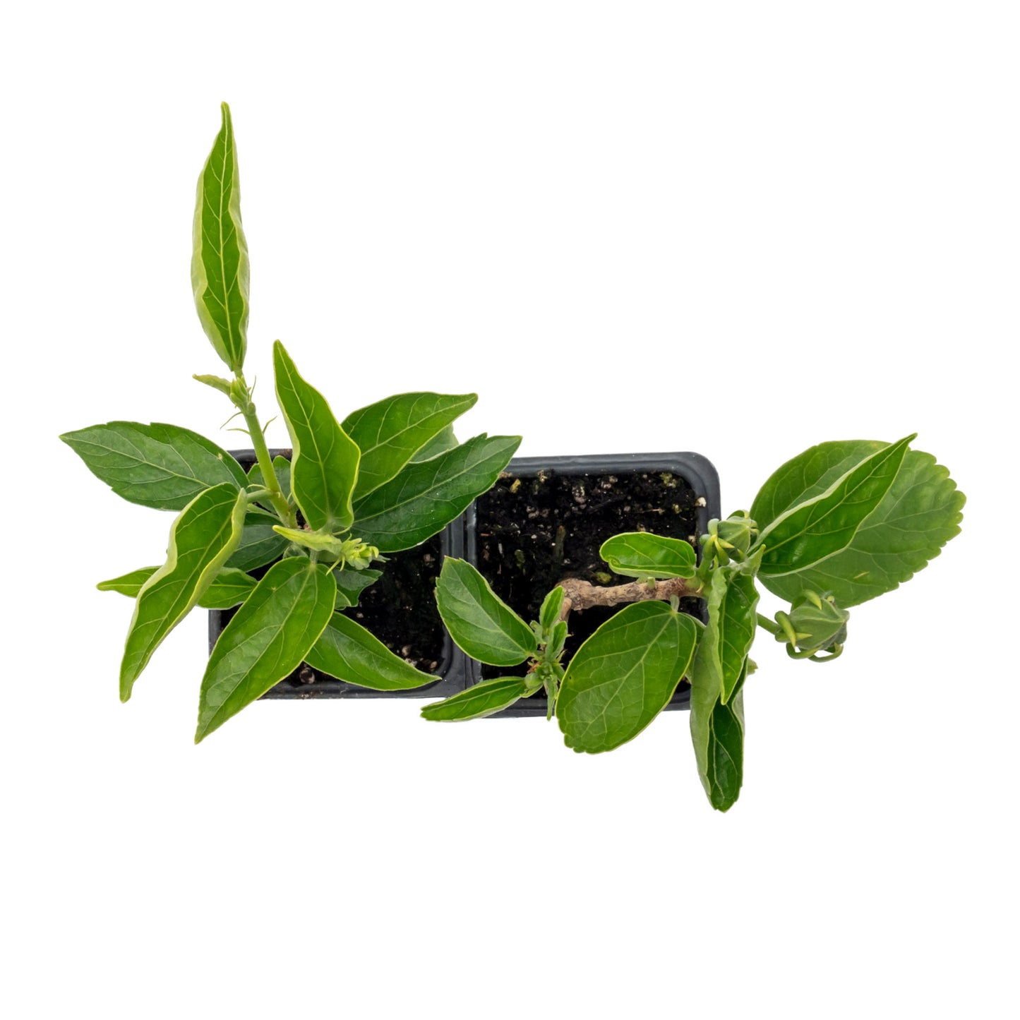 Cherie Hibiscus | Live Plant in 2.5 Inch Nursery Cube | Hibiscus rosa-sinensis 'Cherie'