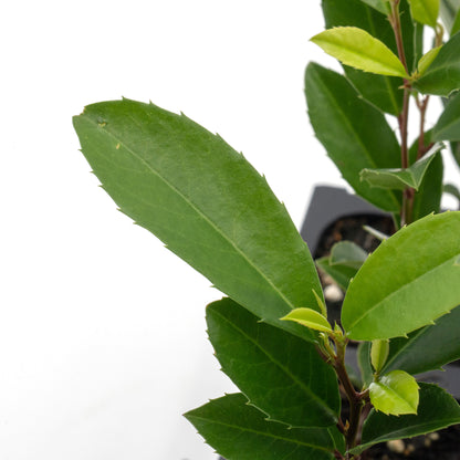 Carolina Cherry Laurel (Prunus Caroliniana) in 2.5" Nursery Cubes