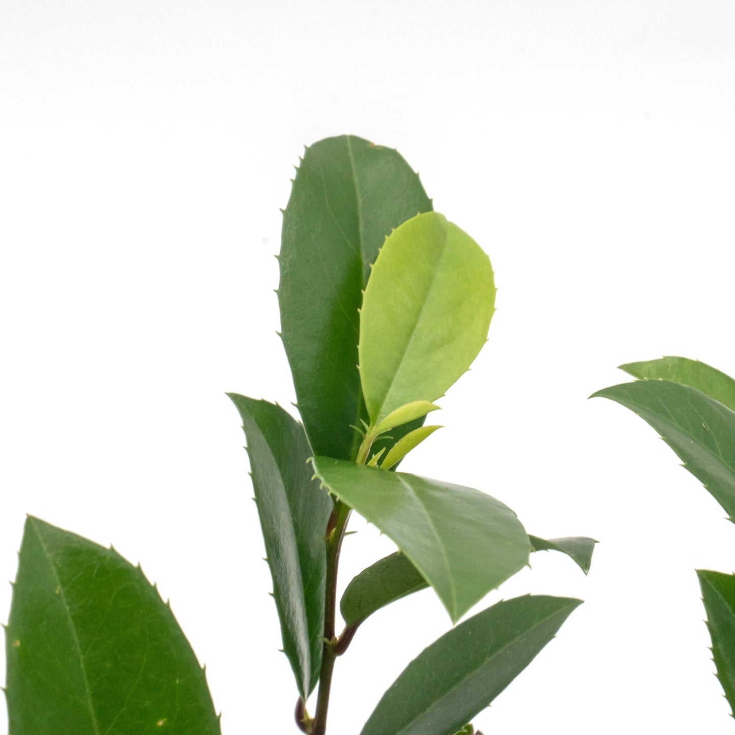 Carolina Cherry Laurel (Prunus Caroliniana) in 2.5" Nursery Cubes