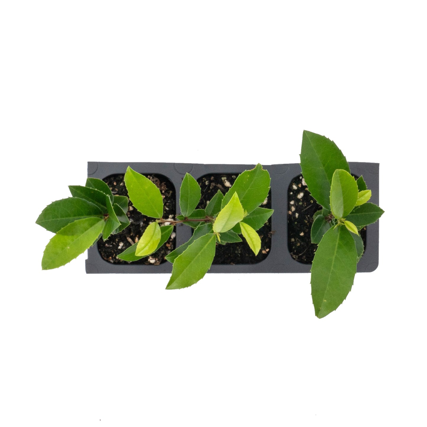 Carolina Cherry Laurel (Prunus Caroliniana) in 2.5" Nursery Cubes