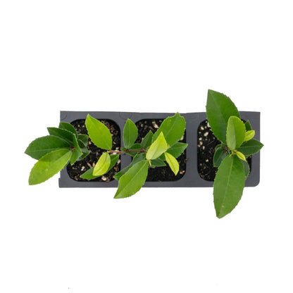 Carolina Cherry Laurel (Prunus Caroliniana) in 2.5" Nursery Cubes