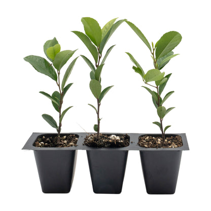 Carolina Cherry Laurel (Prunus Caroliniana) in 2.5" Nursery Cubes
