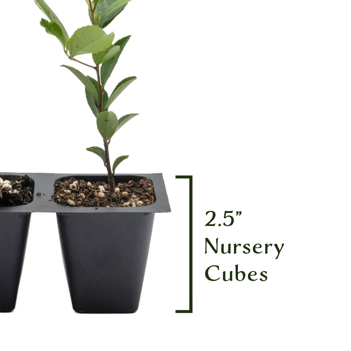 Carolina Cherry Laurel (Prunus Caroliniana) in 2.5" Nursery Cubes