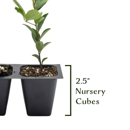 Carolina Cherry Laurel (Prunus Caroliniana) in 2.5" Nursery Cubes