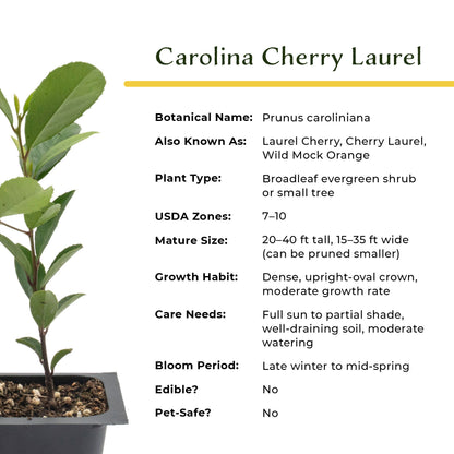 Carolina Cherry Laurel (Prunus Caroliniana) in 2.5" Nursery Cubes