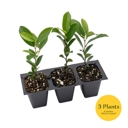 Carolina Cherry Laurel (Prunus Caroliniana) in 2.5" Nursery Cubes