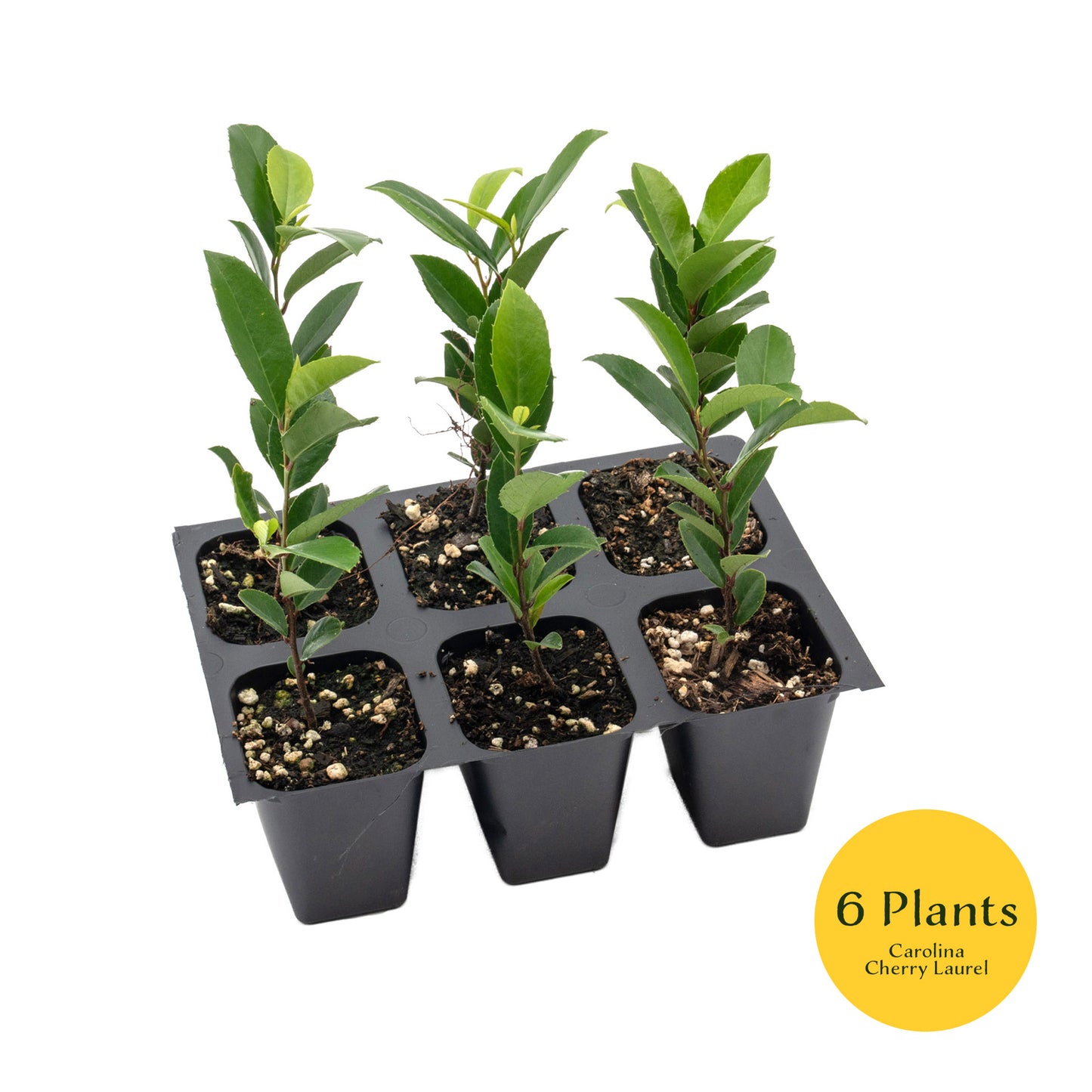 Carolina Cherry Laurel (Prunus Caroliniana) in 2.5" Nursery Cubes