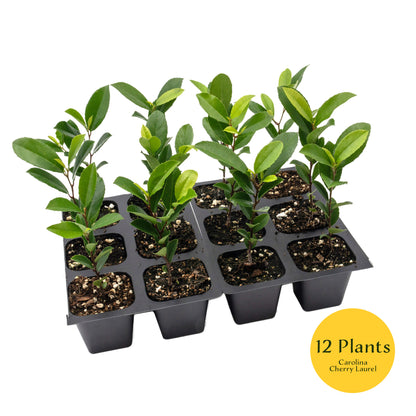 Carolina Cherry Laurel (Prunus Caroliniana) in 2.5" Nursery Cubes