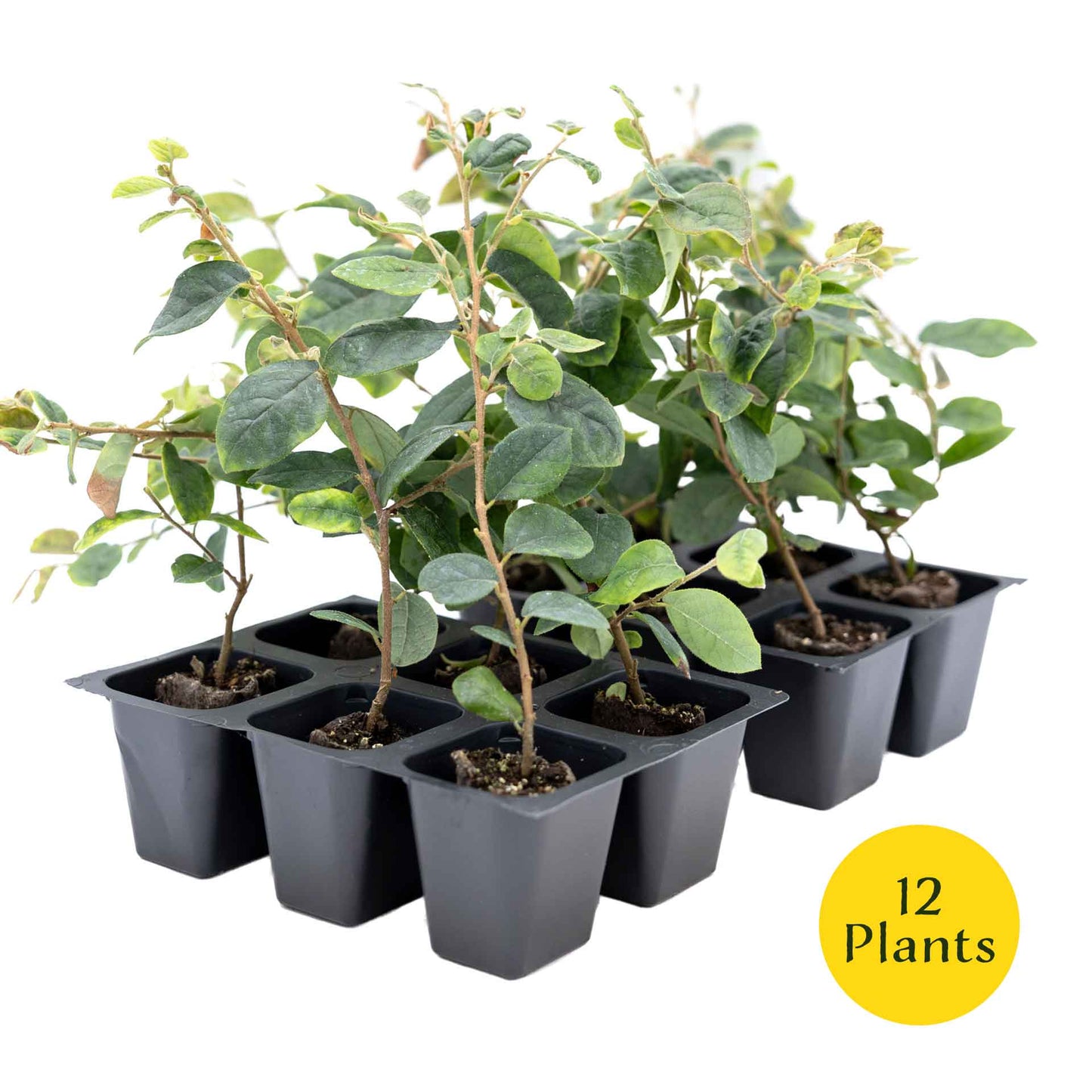 3 Chinese Fringe Flowers, Live Plants in 2.5" Cubes (Loropetalum chinense) Burgundy Colored Evergreen Shrub with Bright Pink Fringe Blooms