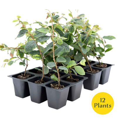 3 Chinese Fringe Flowers, Live Plants in 2.5" Cubes (Loropetalum chinense) Burgundy Colored Evergreen Shrub with Bright Pink Fringe Blooms