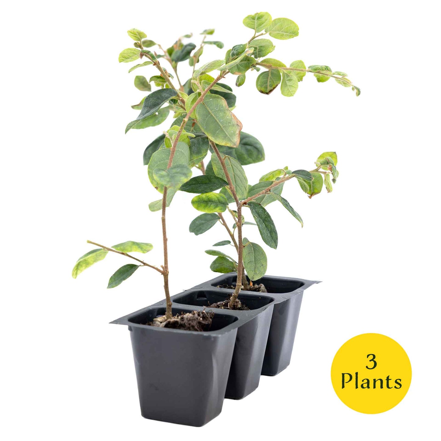 3 Chinese Fringe Flowers, Live Plants in 2.5" Cubes (Loropetalum chinense) Burgundy Colored Evergreen Shrub with Bright Pink Fringe Blooms
