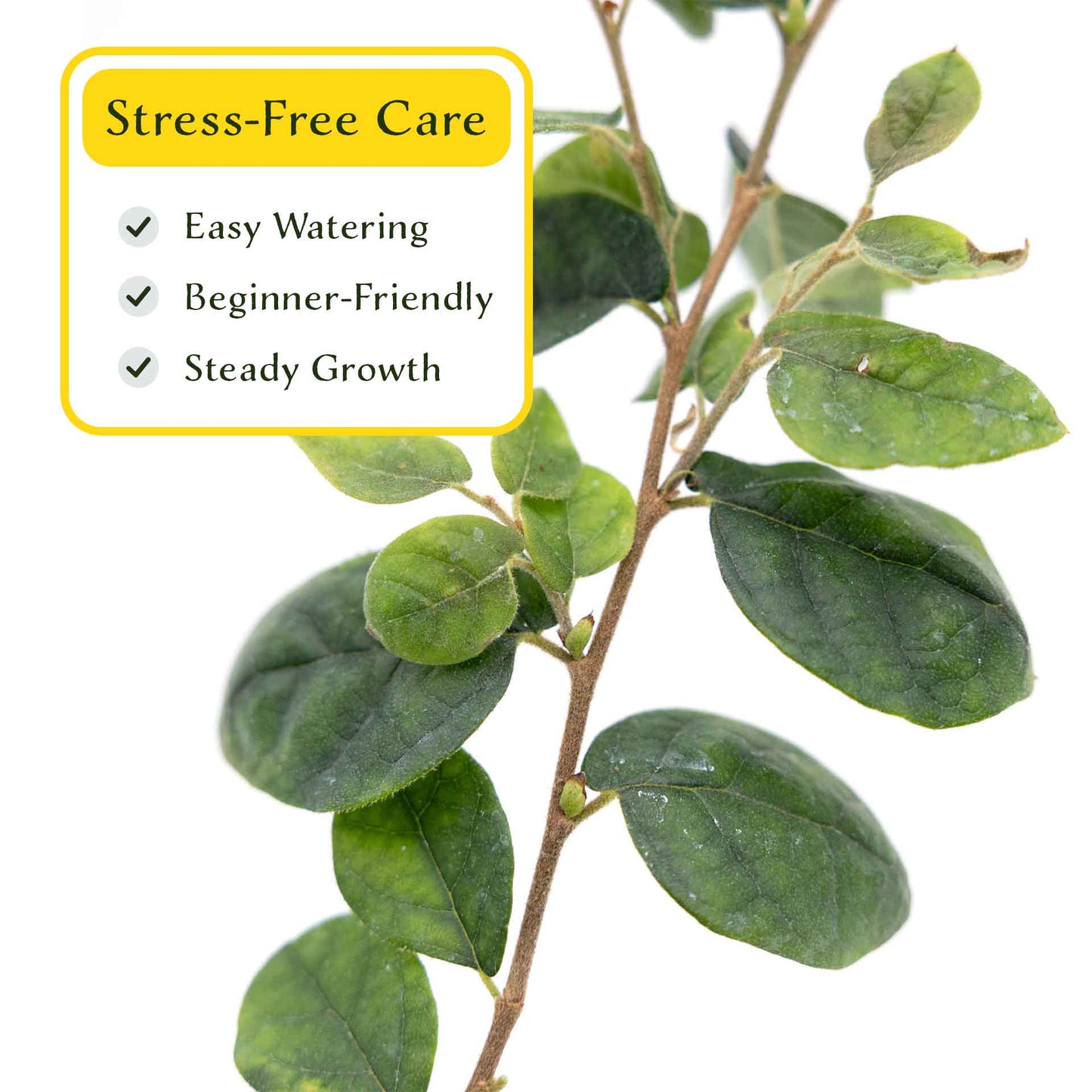 3 Chinese Fringe Flowers, Live Plants in 2.5" Cubes (Loropetalum chinense) Burgundy Colored Evergreen Shrub with Bright Pink Fringe Blooms