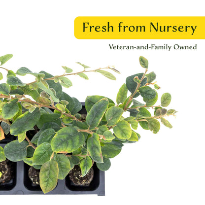 3 Chinese Fringe Flowers, Live Plants in 2.5" Cubes (Loropetalum chinense) Burgundy Colored Evergreen Shrub with Bright Pink Fringe Blooms