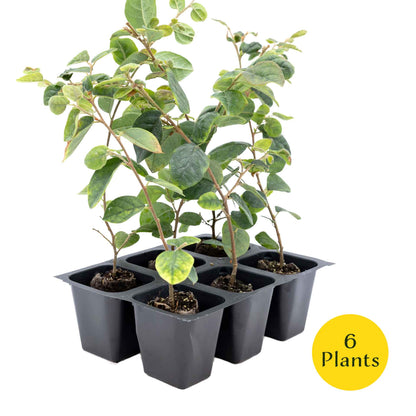 3 Chinese Fringe Flowers, Live Plants in 2.5" Cubes (Loropetalum chinense) Burgundy Colored Evergreen Shrub with Bright Pink Fringe Blooms