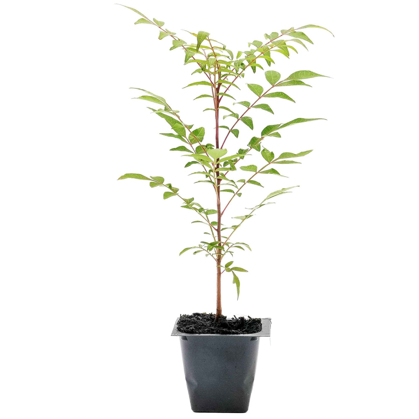 Dormant Chinese Pistache Tree Saplings (Pistacia Chinensis) in 2.5" Nursery Cubes