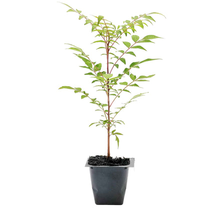 Dormant Chinese Pistache Tree Saplings (Pistacia Chinensis) in 2.5" Nursery Cubes
