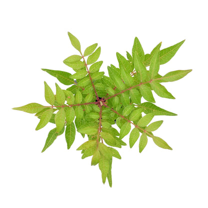 Dormant Chinese Pistache Tree Saplings (Pistacia Chinensis) in 2.5" Nursery Cubes