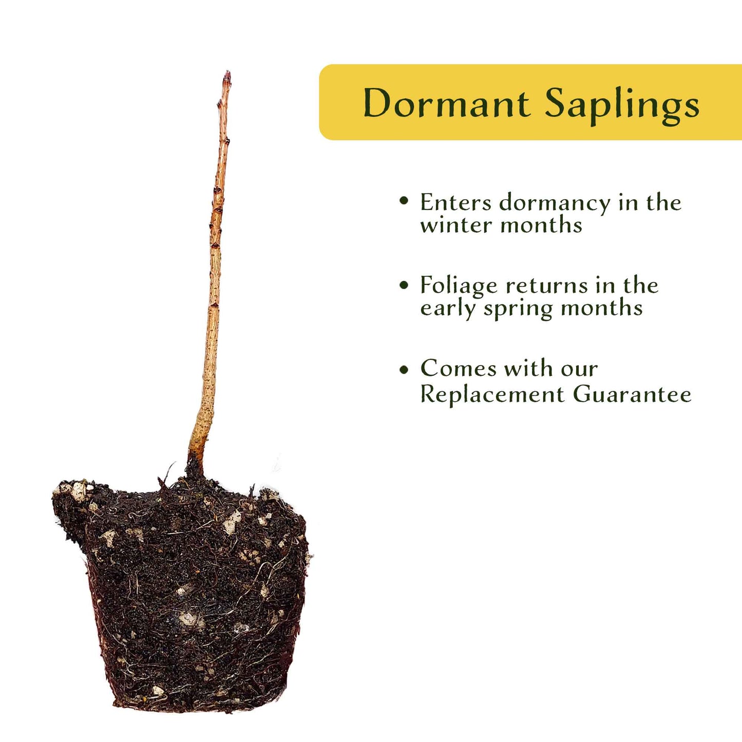 Dormant Chinese Pistache Tree Saplings (Pistacia Chinensis) in 2.5" Nursery Cubes