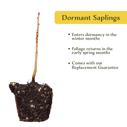 Dormant Chinese Pistache Tree Saplings (Pistacia Chinensis) in 2.5" Nursery Cubes